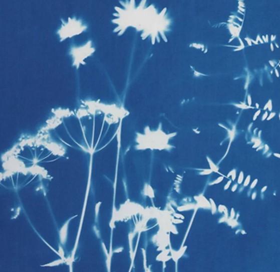 cyanotype